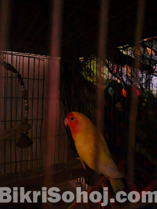 Love bird